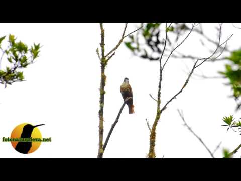 Video: Pajaro campana