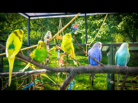 Aviary Sounds