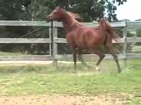 PA Sungoddess At Noon