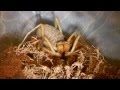 Camel Spider Screeching Stridulating