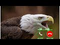 Eagle Sound Ringtone For Message Tone