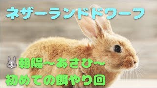 【子ウサギ赤ちゃん】食欲おばけがめちゃくちゃ可愛い