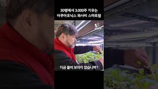 30평에서 3천주 키우는 와사비 스마트팜