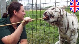 Tiger attacks: Tiger mauls zookeeper to death at Britain’s Hamerton Park Zoo - TomoNews