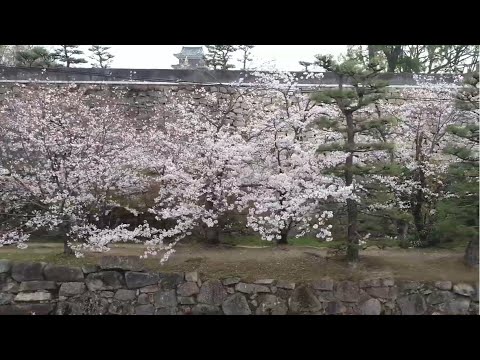 【烏城公園・岡山城】2021桜 ～空旅時間～ 岡山市を感じるスカイウォーク