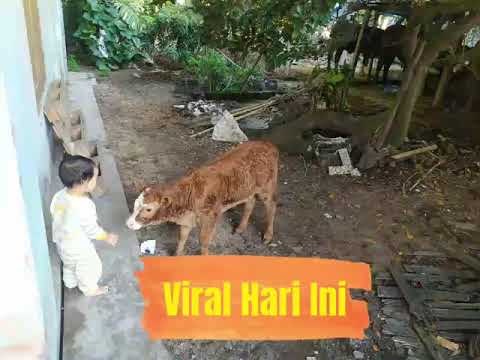 Bocil  Berani Menyentuh Sacil (Sapi Kecil)  |  Ahmad Abdan Kaisu Ft Sapi Kecil