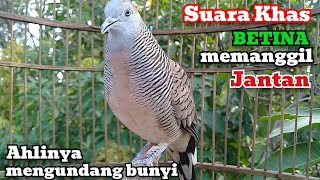 Download lagu Suara Perkutut Betina Memanggil Jantan - Suara Khas Memanggil Jantan mp3 Download lagu Suara Perkutut Betina Memanggil Jantan - Suara Khas Memanggil Jantan mp3