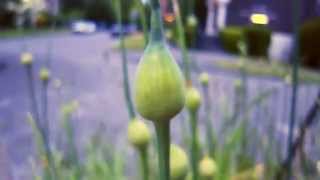 Dustin O&#39;Halloran - An Ending, A Beginning