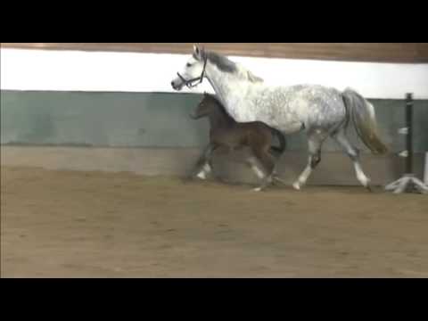 Stufohlen von Leovisto