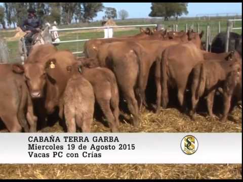 19-08-15 Vacas y Vaquillonas P.C. - Cabaña TerraGarba - Castelli