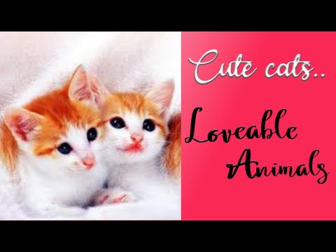 |Cats||Cute Cats||Animals||Loveable Animals||Pets||Playing Pets|
