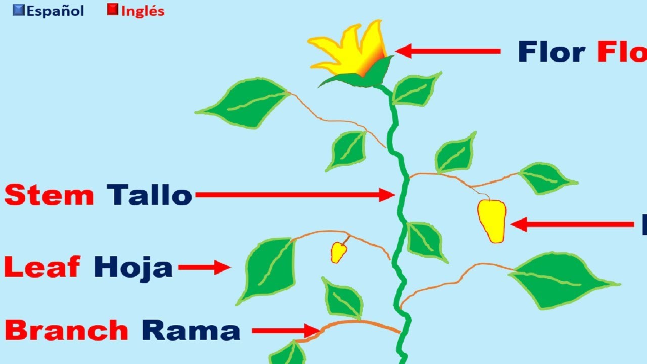 Partes de la planta en ingles y español
