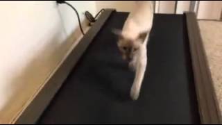 Cat on treadmill