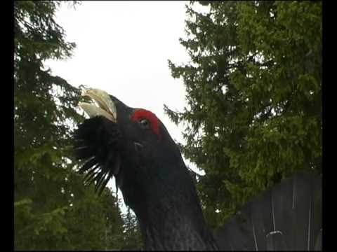 L'incroyable chant d'amour du grand tétras