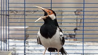 Download lagu Pancingan Jalak Suren Gacor Mompa Full Variasi - Masteran Suara Burung Jalak Gacor Full Isian Mewah mp3