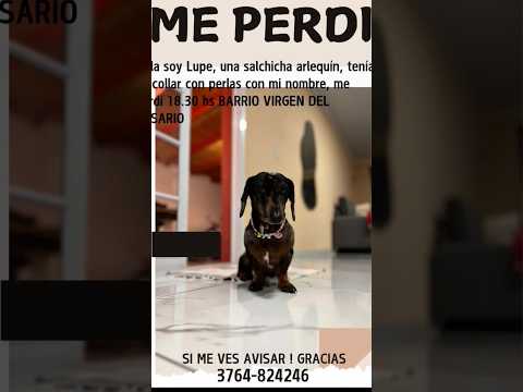 alguien de Leandro N Alem misiones  si pueden buscar a Lupe porfi