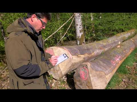 Laubholzsägewerk Ohnemus GmbH ín Kappel-Grafenhausen