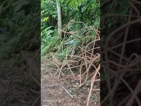 casa 🏡 en calle a Jayaque, Ateos, La Libertad.