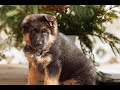 German Shepherd dogs for sale: Brody  - Video 1