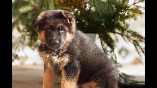 Video preview image #1 German Shepherd Dog Puppy For Sale in HONEY BROOK, PA, USA