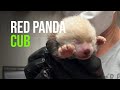 Endangered Red Panda Cub Born at Potter Park Zoo