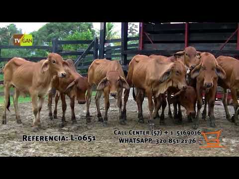 2017: HEMBRAS DE LEVANTE, SANTO DOMINGO, ANTIOQUIA. L-0651