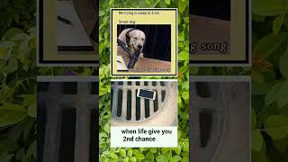 Dogs🐶🎵😂, 2nd chance📱😂 #funny #memes #meme #shorts