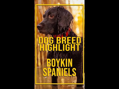 ボイキンスパニエル