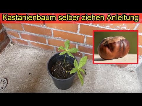 Kastanienbaum selber ziehen - Kastanien einpflanzen – Kastanie keimen lassen – Anleitung