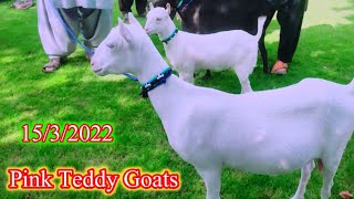 pink teddy Goat at bismillah Goat farm 03336465522 Goat farming in Pakistan 15.3.22