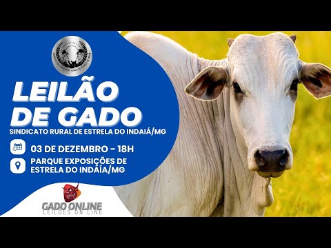 ⭐ 70º LEILÃO MISTO  SINDICATO DOS PRODUTORES RURAIS DE ESTRELA DO INDAIÁ/MG