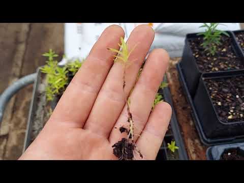 Transplanting Notes on Butterfly Milkweed - Asclepias tuberosa