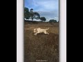 Dog Whatsapp Status Doggy Style Song Status