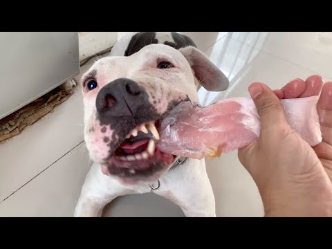 nomyen the Pit Bull eats Giant White Snapper Sashimi combo [ASMR] | RAW diet | MUKBANG 犬が生の肉を食べる 4K