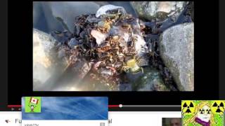BeautifulgirlbyDana &#39;Pacific Ocean is Dead&#39; *DEBUNKED* (Warning Graphic Sea-Life)
