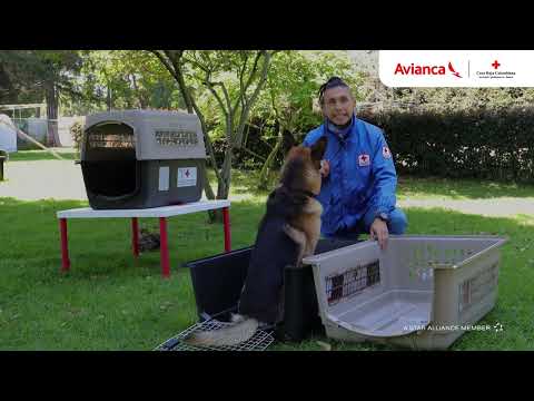 ¡Tips para que tu mascota viaje en bodega!