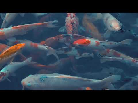 Fabricio Podestá - Dejame en paz ft. Hannalizame (Lyric video)