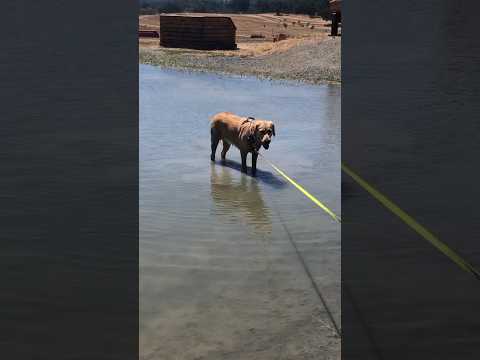 Golden Retriever Living Her Best Life #horse #golden #goldenretriever