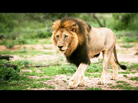 A Tribute to HB Matimba: The Legendary Member of Legendary Coalition