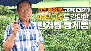 40년 고추 농사 고수가 적극 추천하는 탄저병 방제 노하우!