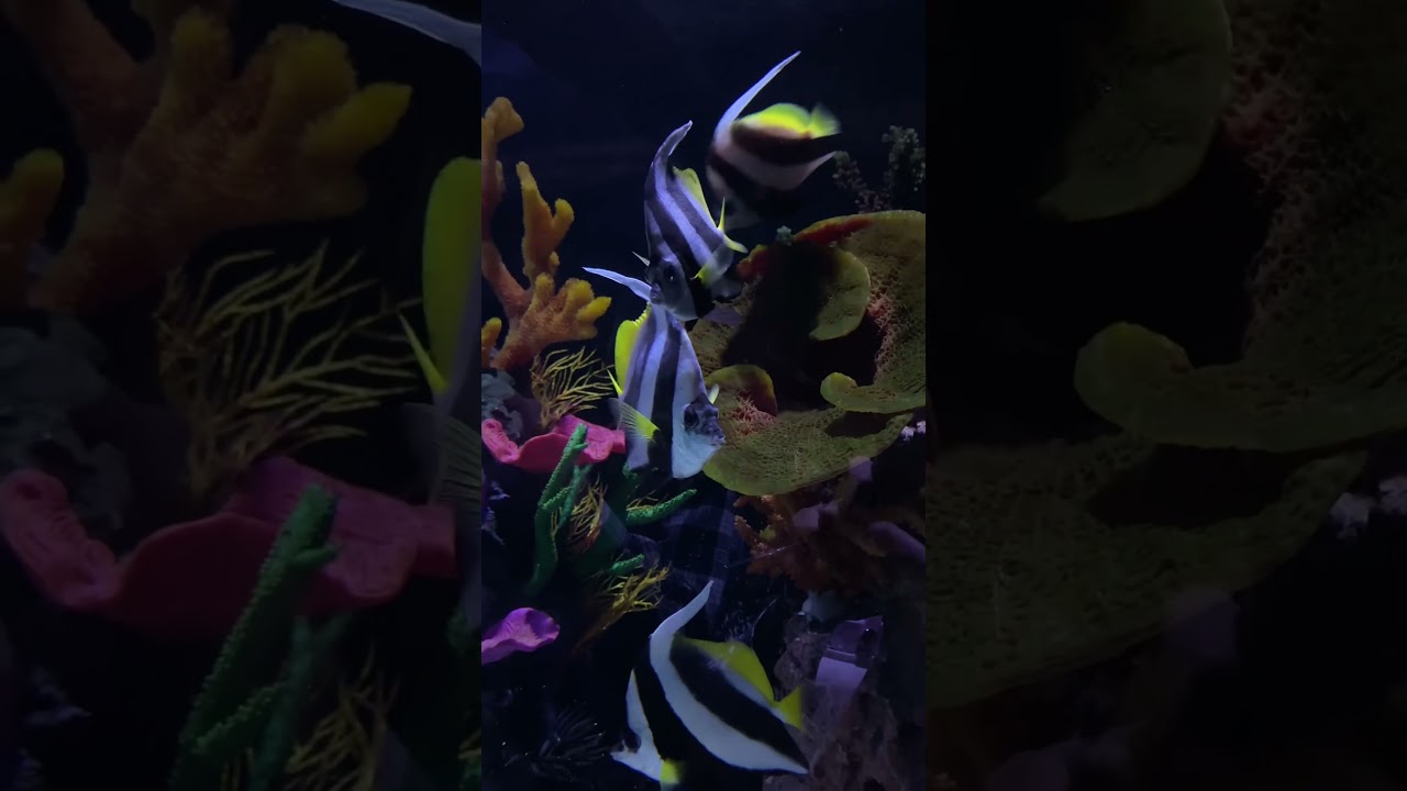 YouTube Short thumbnail