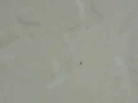 A formiga andando em circolos