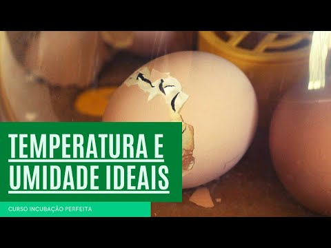 , title : 'TEMPERATURA E UMIDADE ideais para incubação | CURSO INCUBAÇÃO PERFEITA'