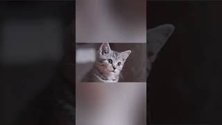 Download lagu kucing lucu#video kucing#video kucing lucu#anak kucing#shorts mp3 Download lagu kucing lucu#video kucing#video kucing lucu#anak kucing#shorts mp3