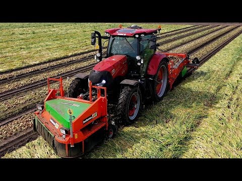 Harvesting Onions Holaras