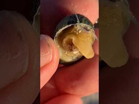 So cute! Sea snail at beach Playa del Carmen Mexico #shorts #tropical #caribbean #explore #wild #sea