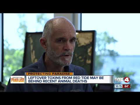 Leftover red tide toxins possible cause of dead marine life