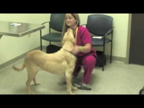 Veterinary Procedures - Taking Vital Signs Video