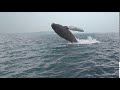 Whale Jump Out Of Water