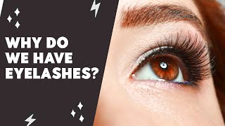 Why Do We Have Eyelashes - What is the purpose of your Eyelash  Science Count